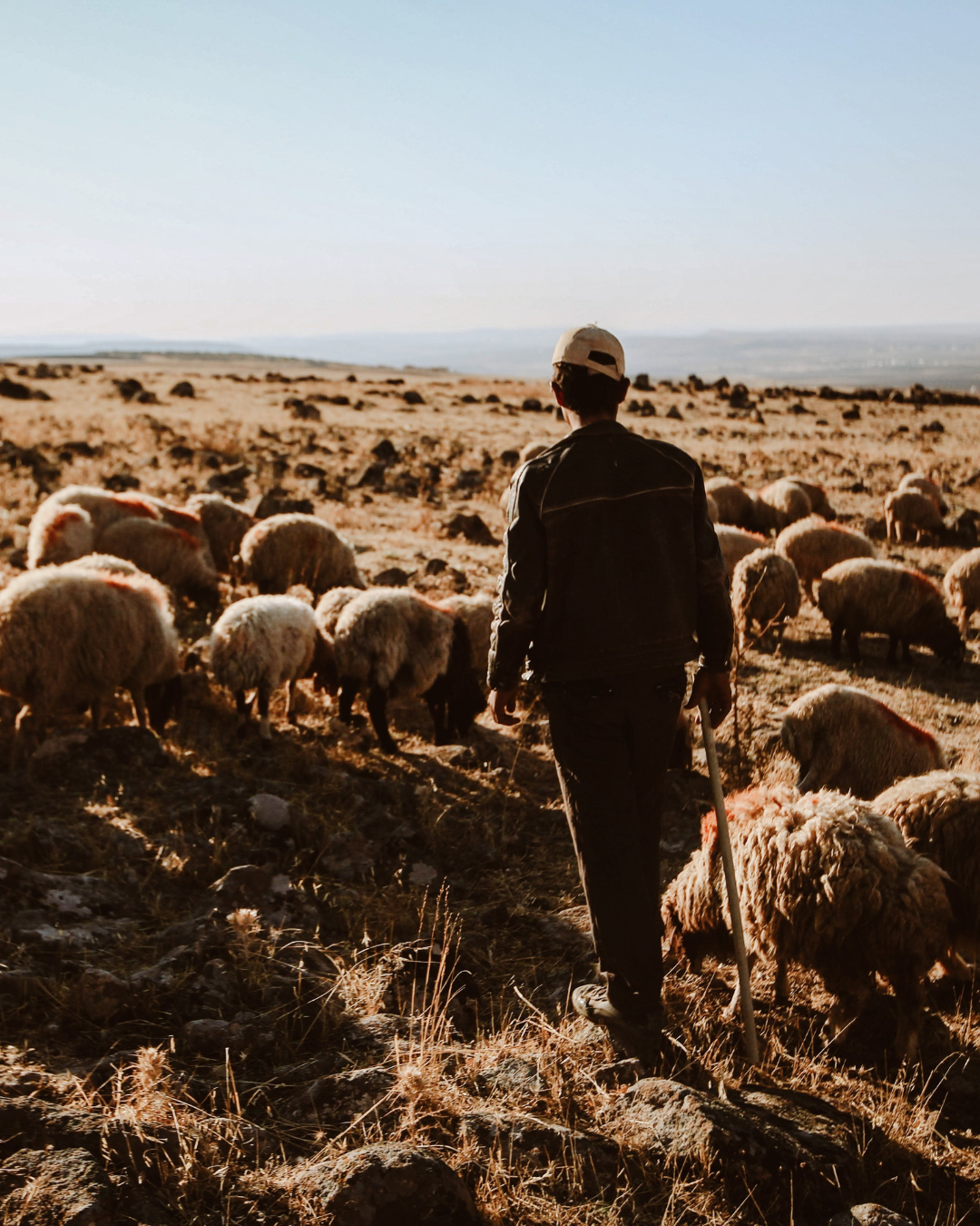 Transhumance Day in Madrid: Tradition and Culture in the Urban Heart