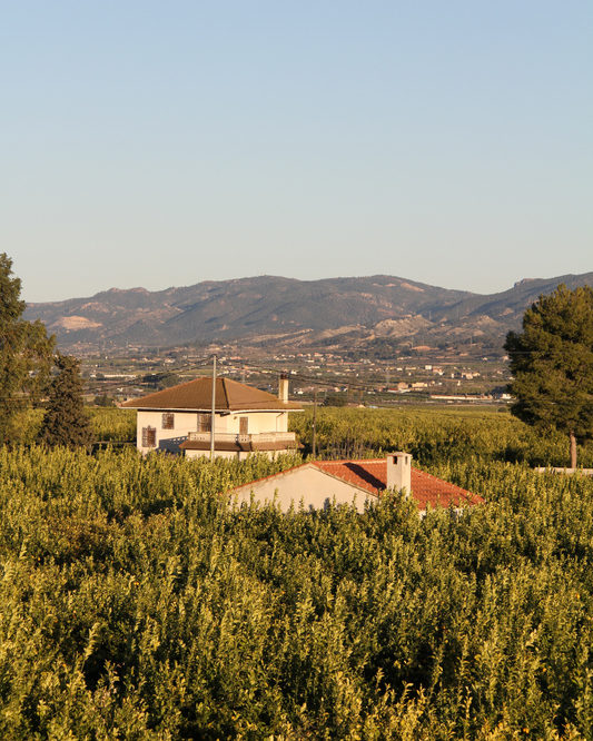 Discover the Murcian Garden: A Paradise of Fresh Vegetables and Fruits