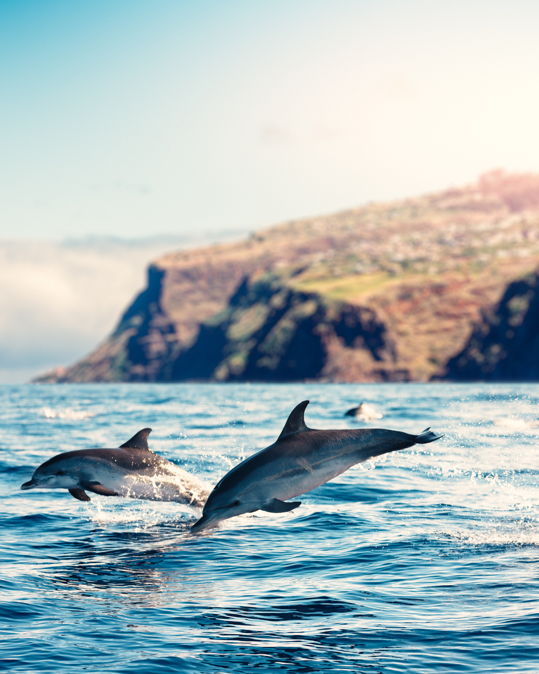 Whale and Dolphin Watching in the Canary Islands: Best Spots and Tips