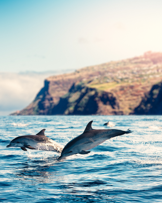 Whale and Dolphin Watching in the Canary Islands: Best Spots and Tips
