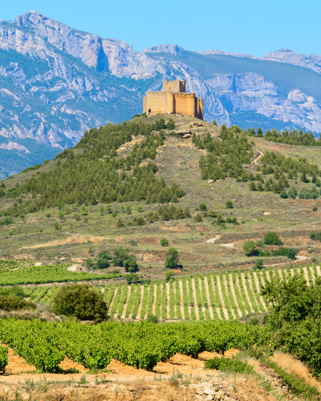 La Rioja: Spain’s Wine Capital Bringing Its Flavors to Canada