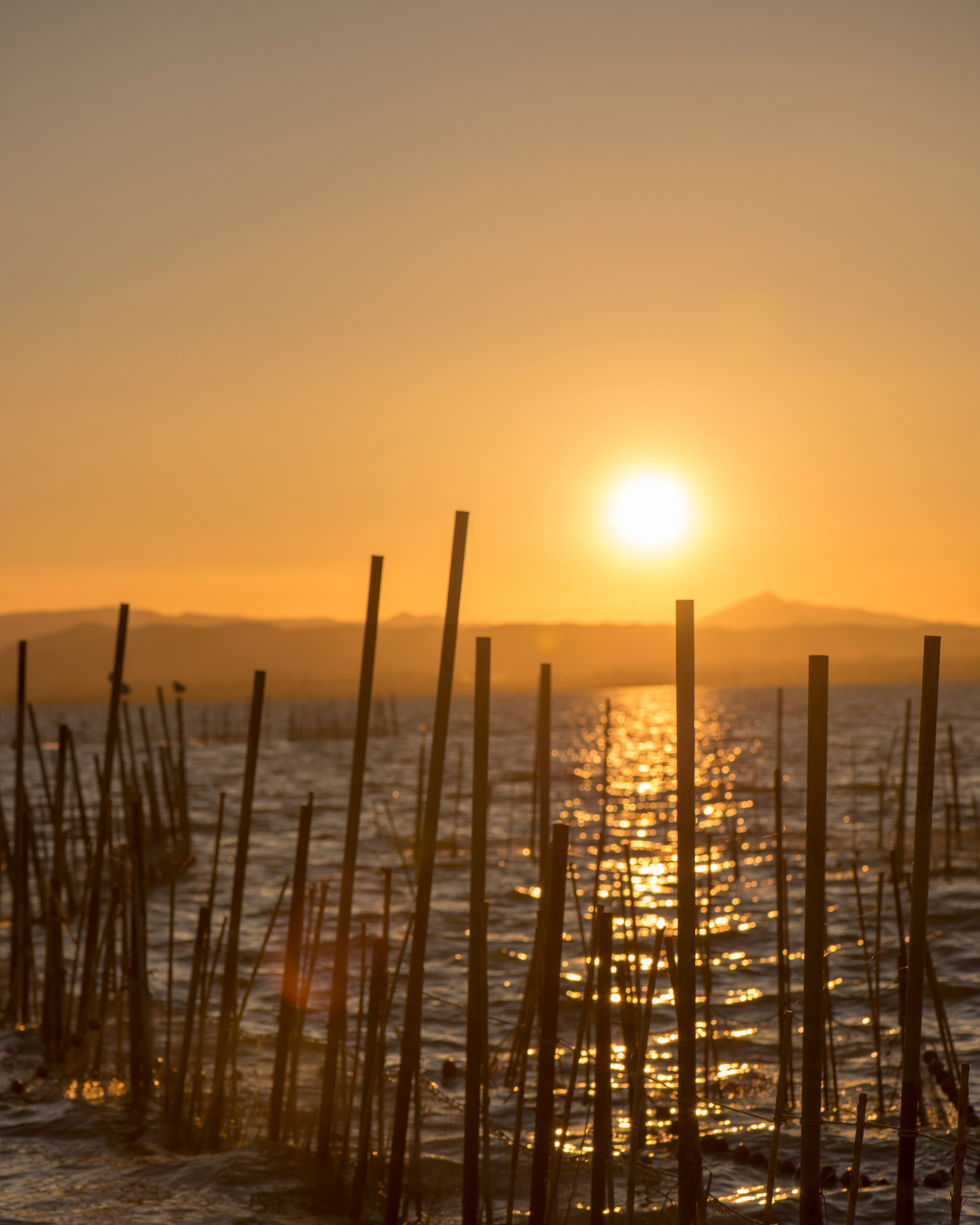 The Albufera Natural Park: Valencia’s Peaceful Oasis of Nature and Wildlife